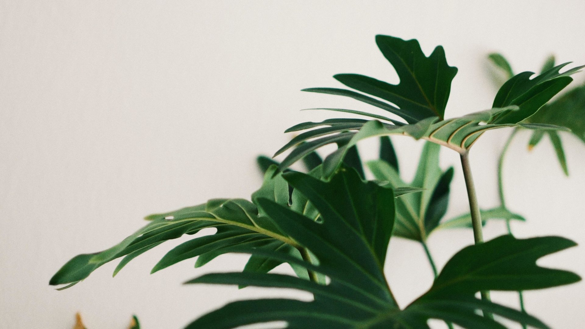 plantor